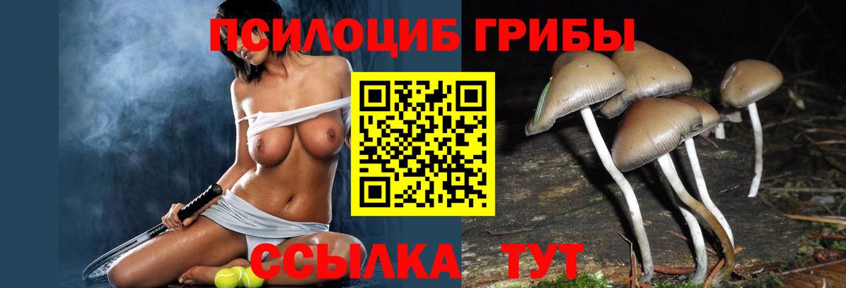 Псилоцибиновые грибы мицелий Ленинск-Кузнецкий